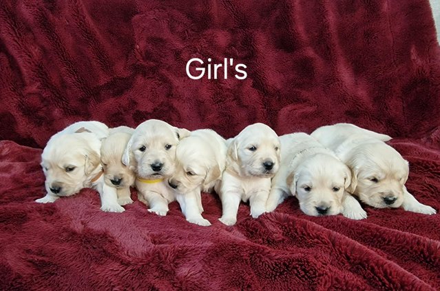 Image 2 of KC registered Golden Retriever puppies