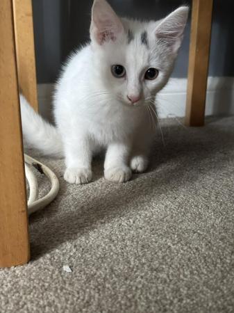 Image 2 of 14 Week Old White Male Kitten