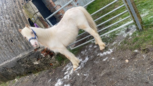 Preview of the first image of Palomino yearling filly to make 13hh.