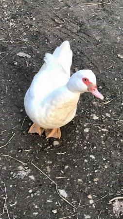 Image 3 of Muscovy ducks available in a range of colours