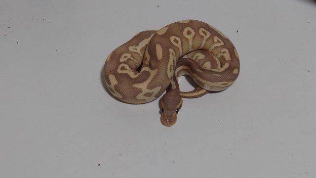 Image 5 of 2022 Banana Leopard Mojave Female Ball Python