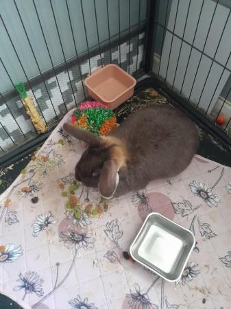 Image 1 of lop eared rabbit shes beautiful chocalate colour