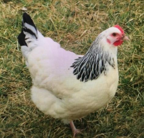 Image 2 of point of lay light sussex chickens for sale