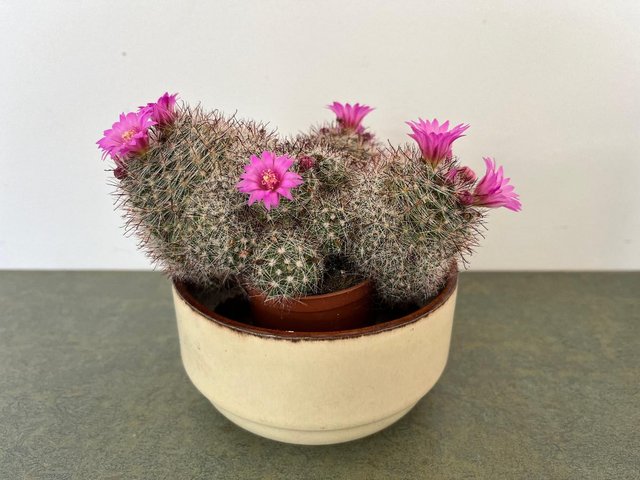 Preview of the first image of Pink Mammillaria cactus houseplant..