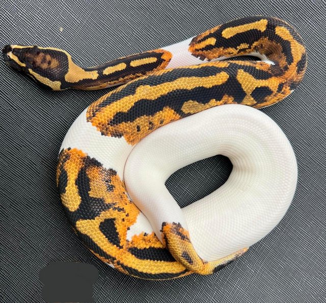 Preview of the first image of Pied yellow belly ball python male pumpkin pied royal.