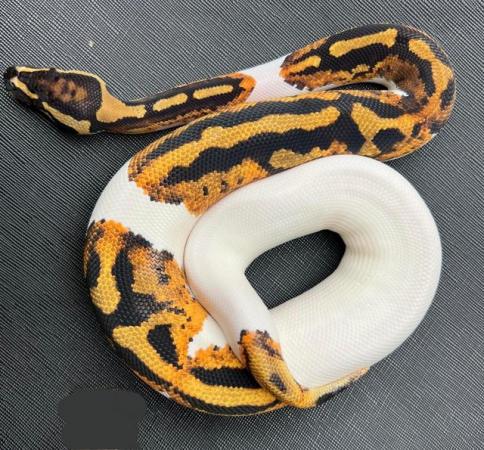 Image 1 of Pied yellow belly ball python male pumpkin pied royal