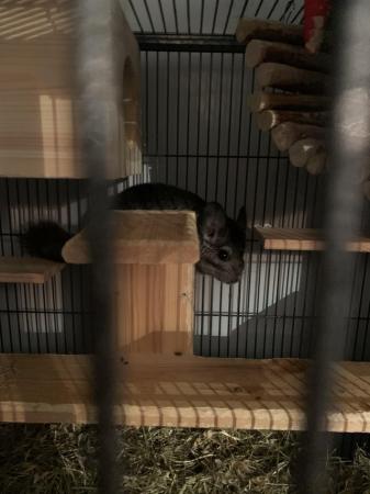 Image 3 of 2x chinchillas with large cage