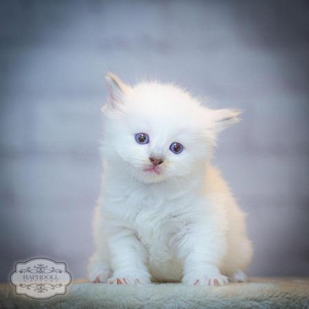 Image 4 of Ragdoll Kitten for sale Active TICA
