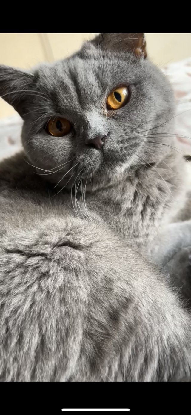 Preview of the first image of Beautiful 2 Year Old Female British Shorthair.