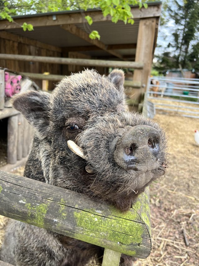 Preview of the first image of Sammy the pig looking for caring new home.