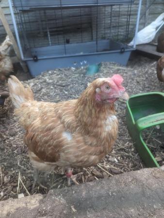 Image 1 of X2 2 year old laying hens