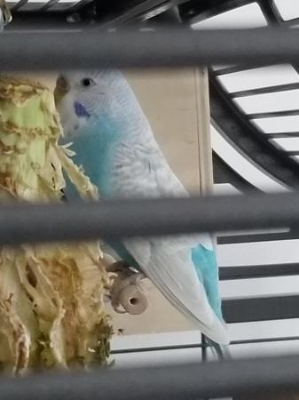 Image 1 of Beautiful Blue Budgies for sale