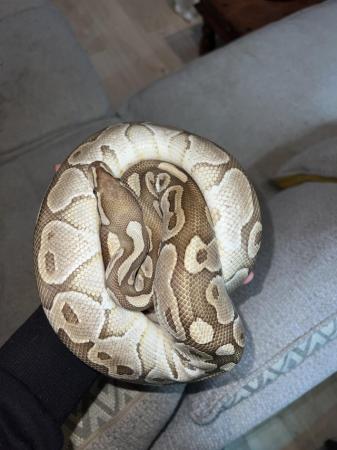 Image 2 of 3 year , female ball python for sale with full set up