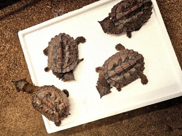 Image 2 of 2x MataMata turtles  feeding well