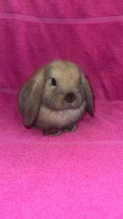 Image 4 of Pure bred mini lop bunny boy