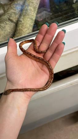 Image 3 of Multiple corn snakes for sale