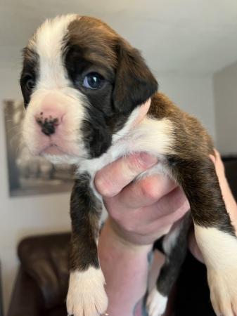 Image 12 of Adorable KC Boxer Puppies