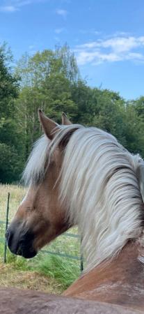 Image 2 of PALOMINO PONY FOR SHARE IN NORMANDY SURREY