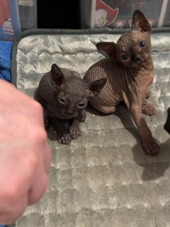 Image 2 of 2 sphynx kittens ready now for loving homes