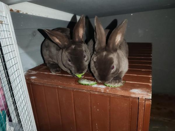 Image 5 of Mini rex rabbits for sale
