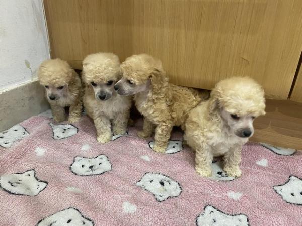 Image 6 of READY NOW Toy Poodle puppies (DNA Health tested parents)