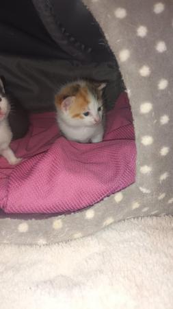 Image 3 of Calico kittens for sale