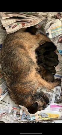 Image 7 of Border Terriers, ready to go