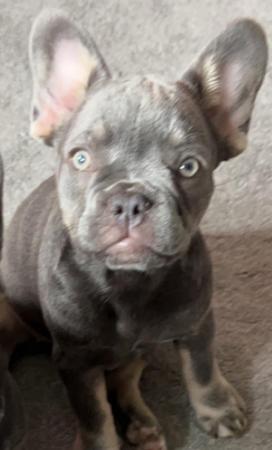 Image 2 of French bulldog female 10 months old