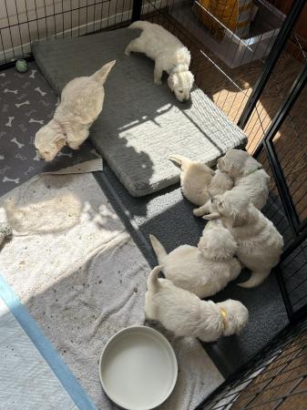 Image 9 of Golden retriever puppies for Sale