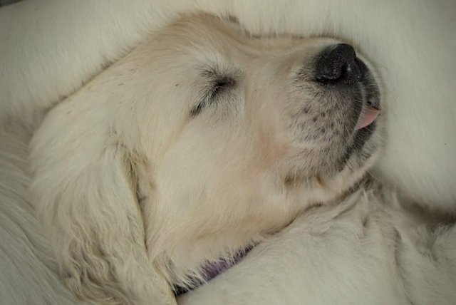 Image 11 of Stunning Golden retriever puppies, beautiful temperament
