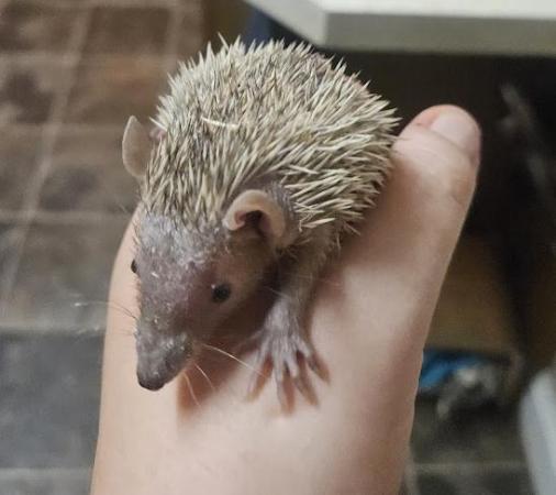 Image 1 of Friendly Lesser Tenrecs available