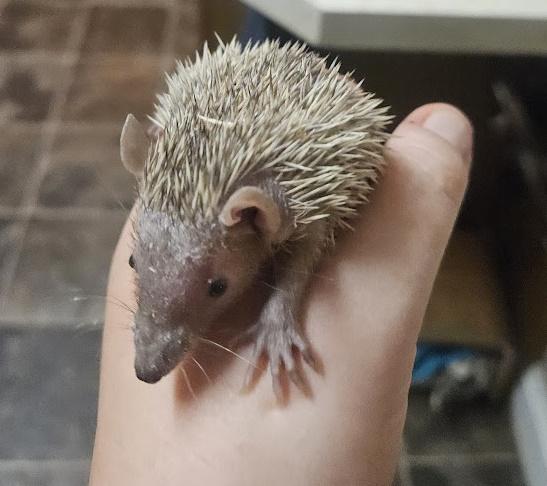 Preview of the first image of Friendly Lesser Tenrecs available.
