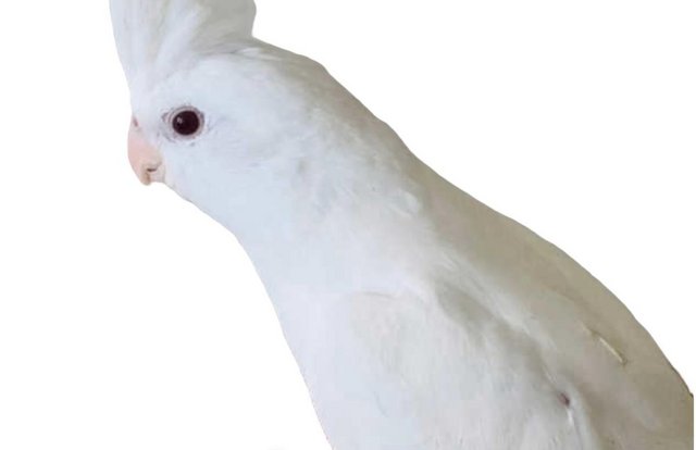 Image 4 of Cockatiel Albino, Black eyed White