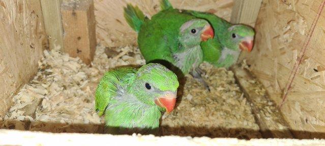 Image 7 of I have ringneck baby's for sale green colour THEY Are READY