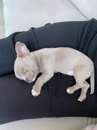 Image 8 of Chihuahua puppy ready now