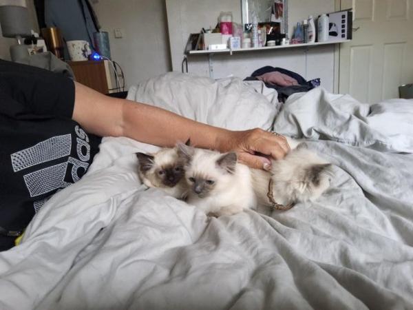 Image 4 of Ragdoll kittens 3 boys microchipped £300 ready forever homes