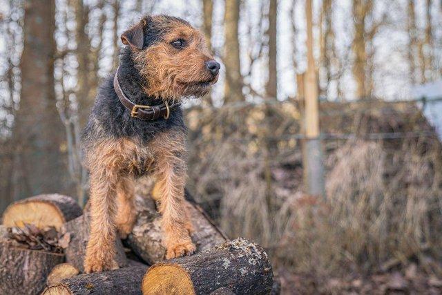 Preview of the first image of Working Lakeland Terrier at Stud.