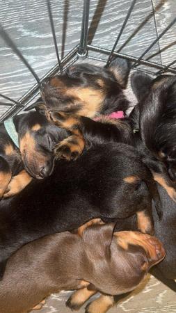 Image 5 of 4 x Black and Tan male daschund puppies for sale £800