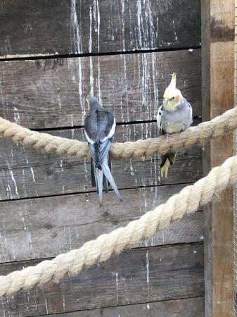 Image 4 of Beautiful pair of cockatiels in Lancashire