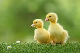 Preview of the first image of Day old chicks and day old duckling unsexes.