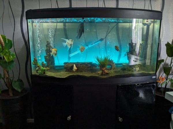 Image 4 of *REDUCED* Fluval Vicenza 4ft Bow Front Tank
