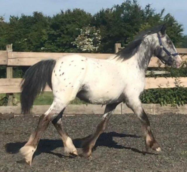 Preview of the first image of Appaloosa x Cob Yearling Colt To Mature To 15.2hh.