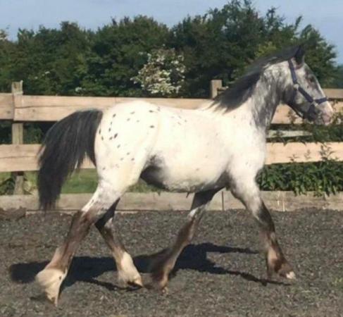 Image 1 of Appaloosa x Cob Yearling Colt To Mature To 15.2hh