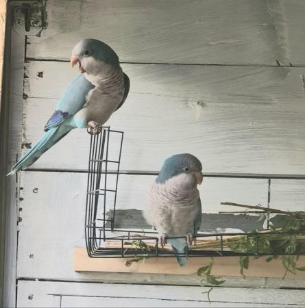 Image 6 of Pair Blue Quaker parrots