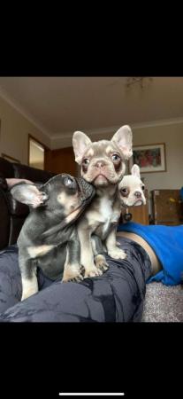 Image 5 of 10 week old Registered Frenchies