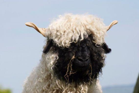 Image 1 of 3 x Valais Blacknose wethers. 2 years old.