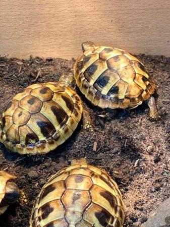 Image 5 of Hermann's Tortoises 1 1/2 years old, microchipped.
