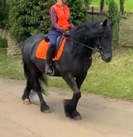 Image 1 of Looking for a sharer for my 14.3h, 12 year old friesian x