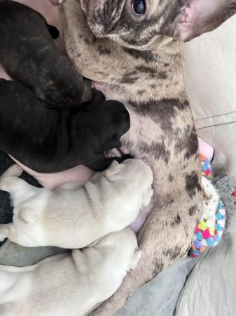 Image 12 of Lilac and Merle carriers French Bulldog Puppies