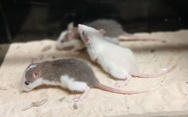 Image 26 of Baby Dumbo and Straight eared Rats